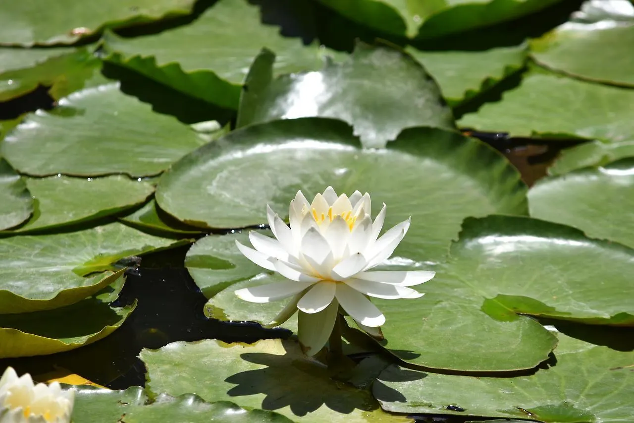 Koraku Garden Hotel Tokio